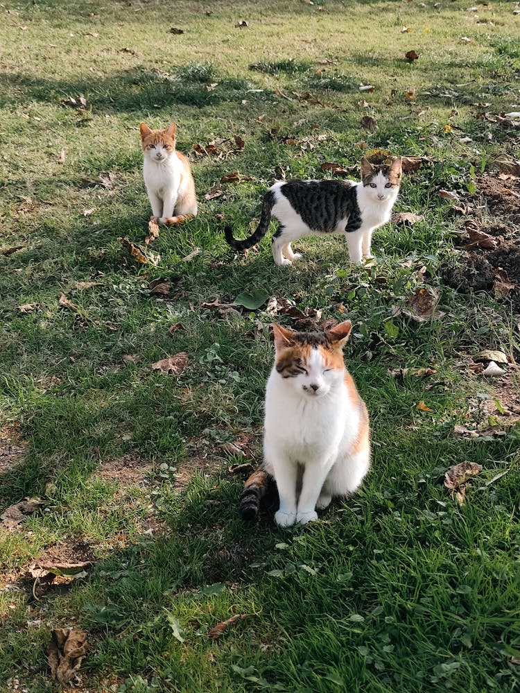 Tabby Cats On A Grassy Field