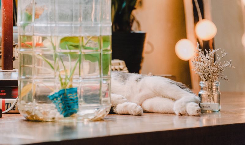 air plants displayed in small glass holders