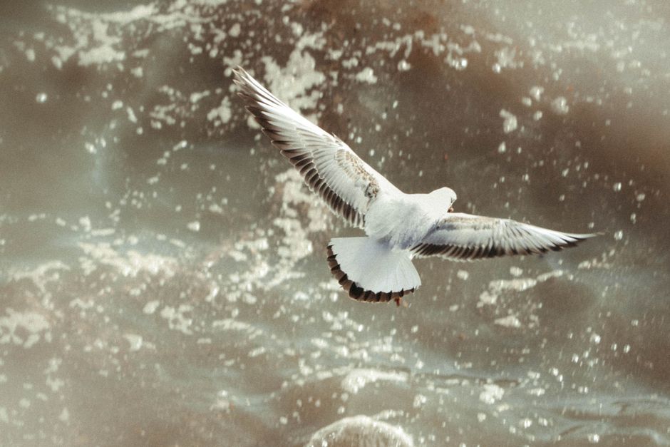Capture of a seagull in flight over ocean waves in winter, embodying freedom and tranquility.