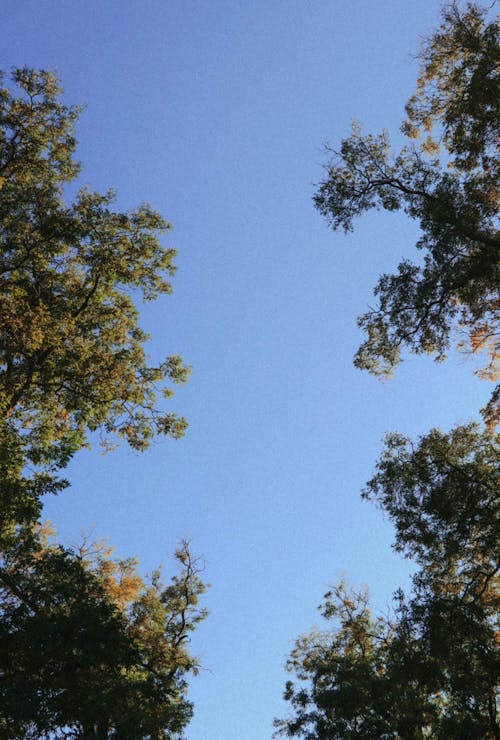 A Low Angle Shot of a Blue Sky Between Green Trees