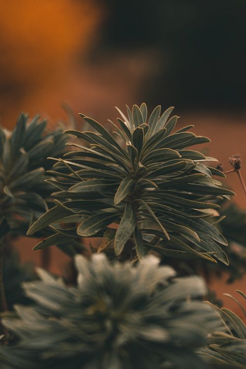 Free Detailed photograph of green succulent plant leaves against a warm blurred background. Stock Photo