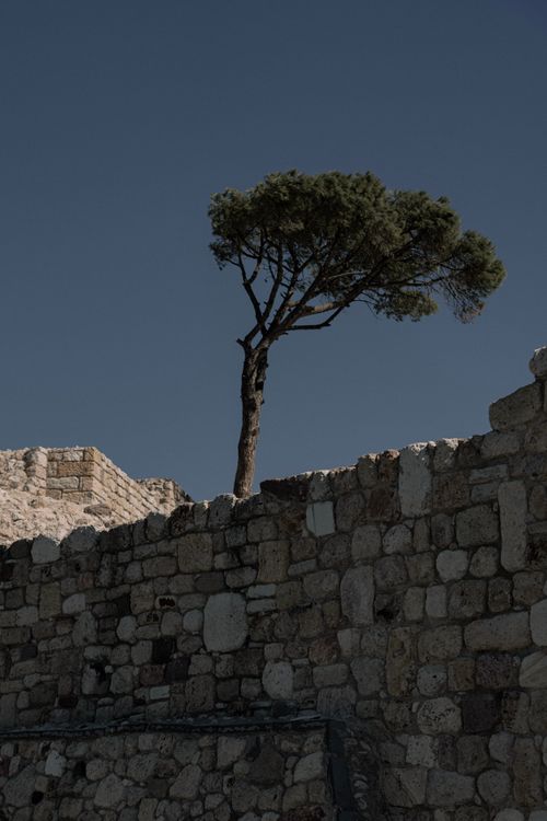 Free A solitary tree grows behind an ancient stone wall under a clear blue sky. Stock Photo