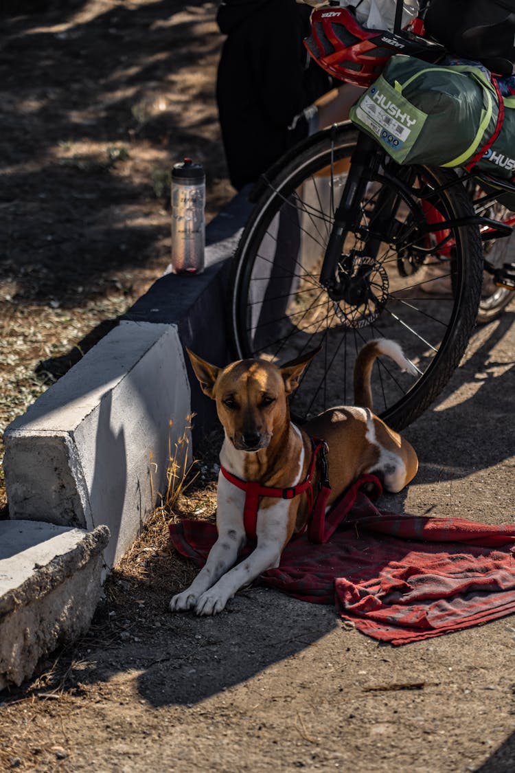 Dog Lying Near A Gutter