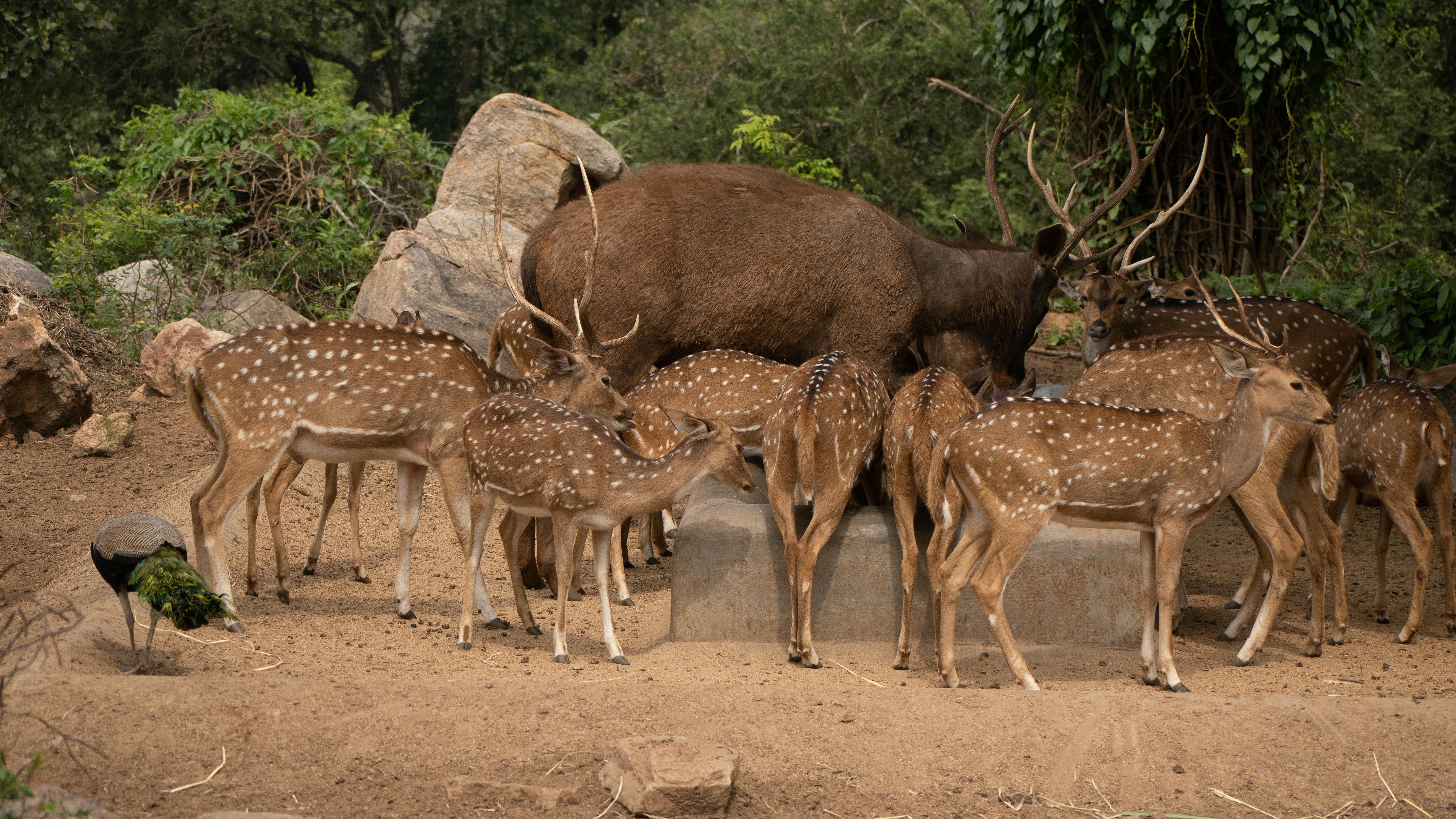grátis Foto profissional grátis de animais na natureza, animais selvagens, animais selvagens indianos Foto profissional