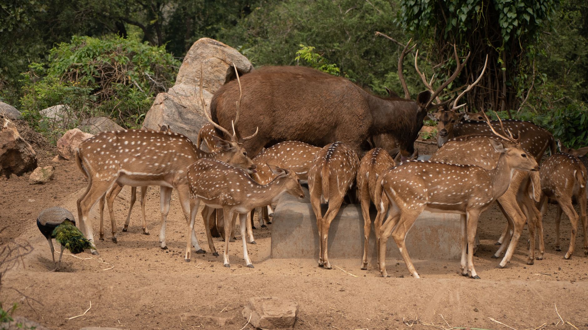 One Day in Bandipur: What Not to Miss