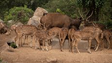 Spotted deer herd gathered at a watering hole in a wildlife park in Bengaluru, India.