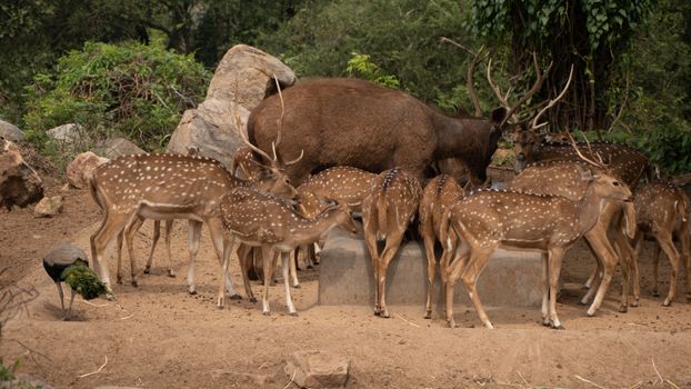 Spotted deer herd gathered at a watering hole in a wildlife park in Bengaluru, India.