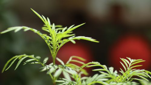 Free mari gold leaves Stock Photo