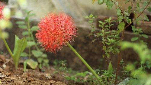 Free Red blood flower Stock Photo