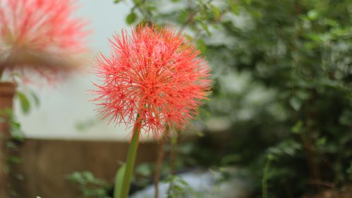 Free red blood flower Stock Photo