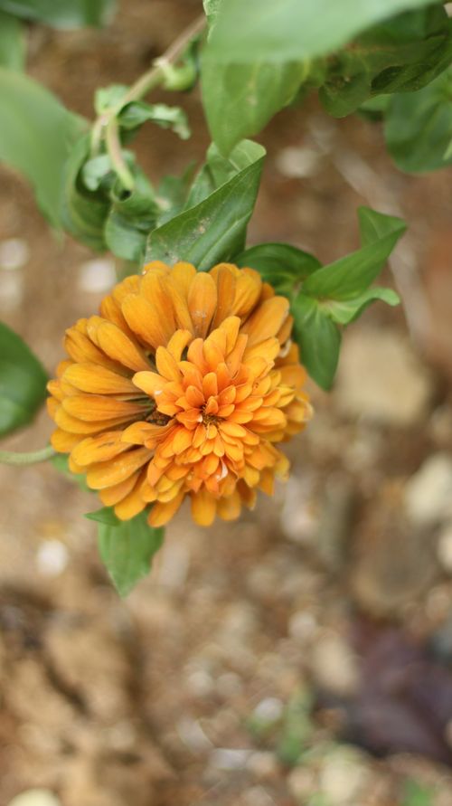Free Orange dalia Stock Photo