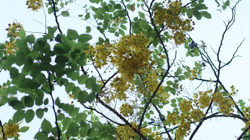 Free Yellow kondrai Stock Photo