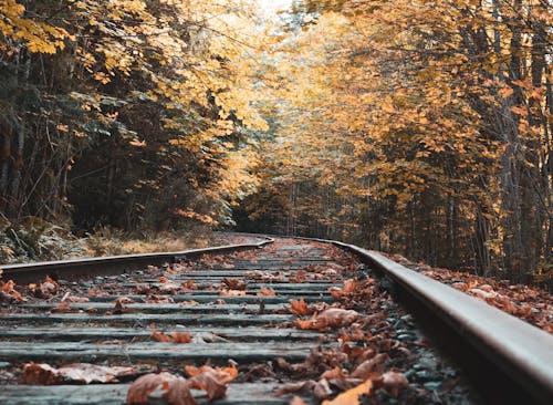 무료 나무로 둘러싸인 철로의 눈높이 사진 스톡 사진