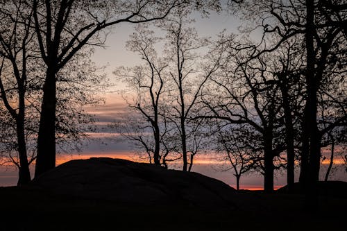 ağaçlar, akşam karanlığı, altın saat içeren Ücretsiz stok fotoğraf