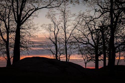 Silhouette of Trees during Sunset