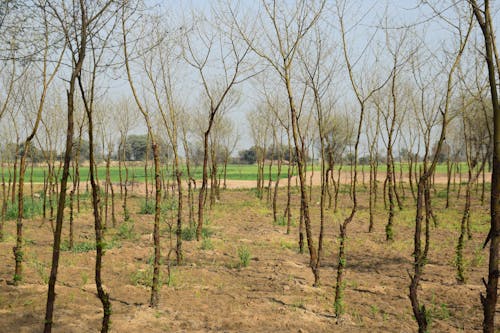 Gratis stockfoto met bladloze bomen, duurzaamheid, fabrieken Stockfoto