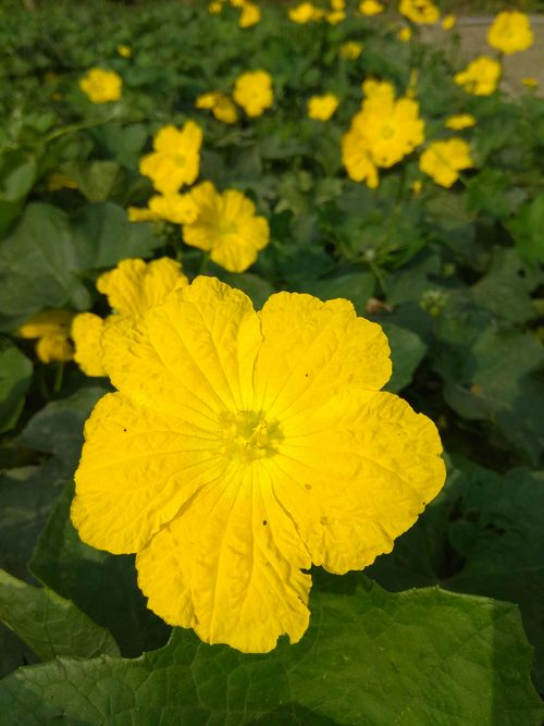 Free stock photo of yellow flowers Stock Photo