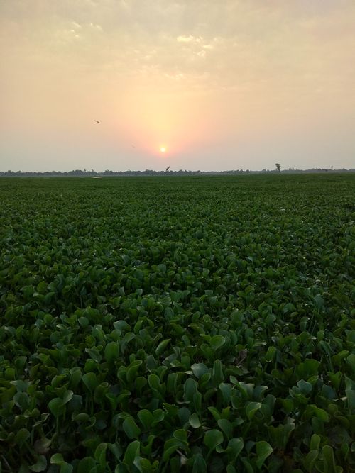 Free stock photo of grass field, sun set Stock Photo