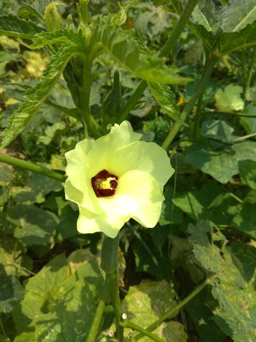 Free stock photo of yellow flowers Stock Photo