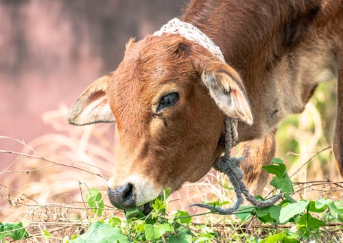 Close-Up Shot of a Cattle Eating 