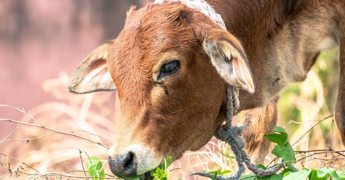 ICAR-IVRI's Breakthrough: Sahiwal Calves Born via Advanced Tech