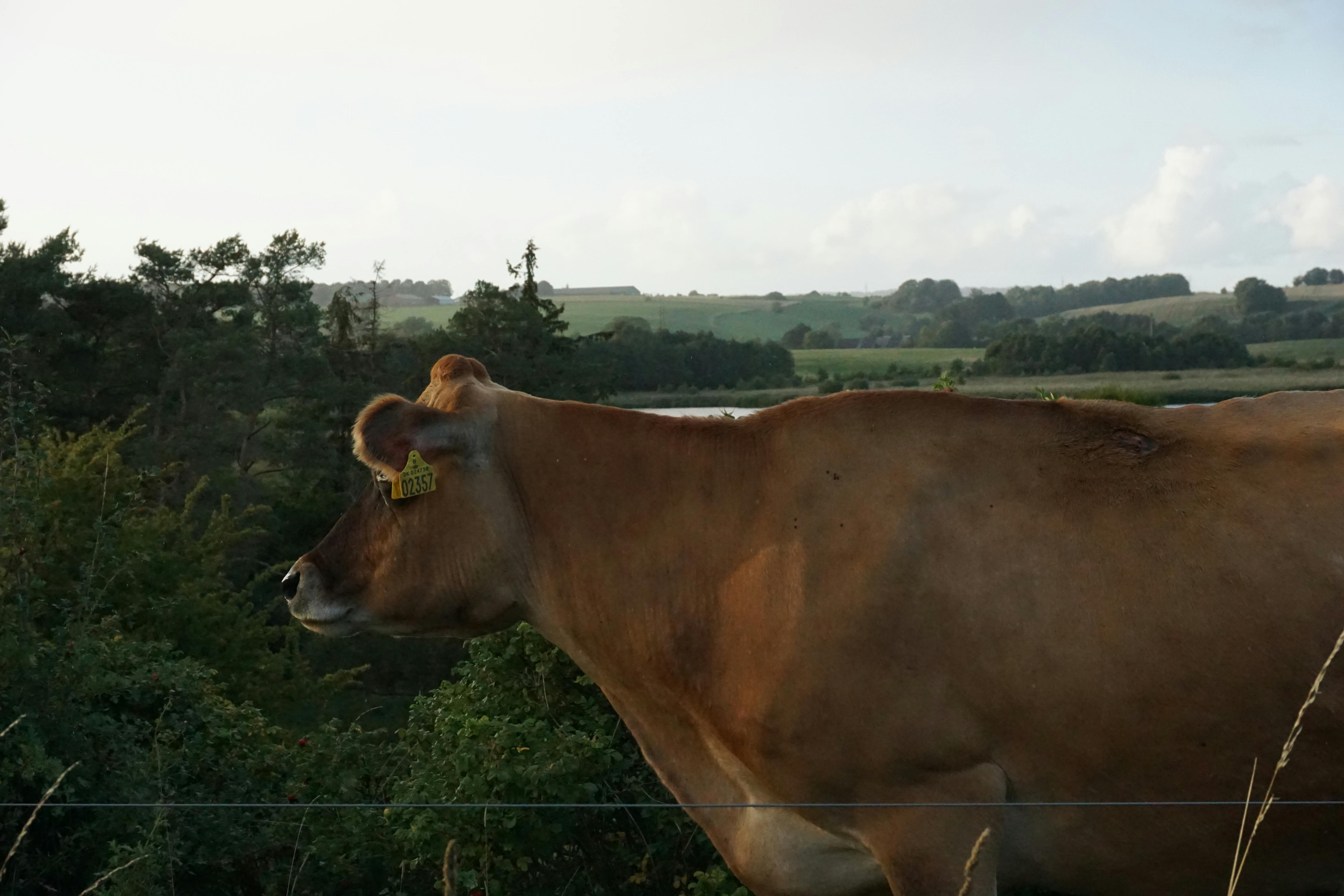 Free stock photo of animal, animal farming, cow
