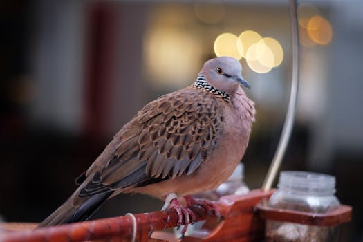 Close-up portrait of a spotted dove perched on a wooden stand with a soft bokeh effect in the background.