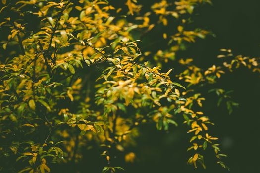 The lovely colors of autumn, a unique fresh atmosphere in the forest during the rain.