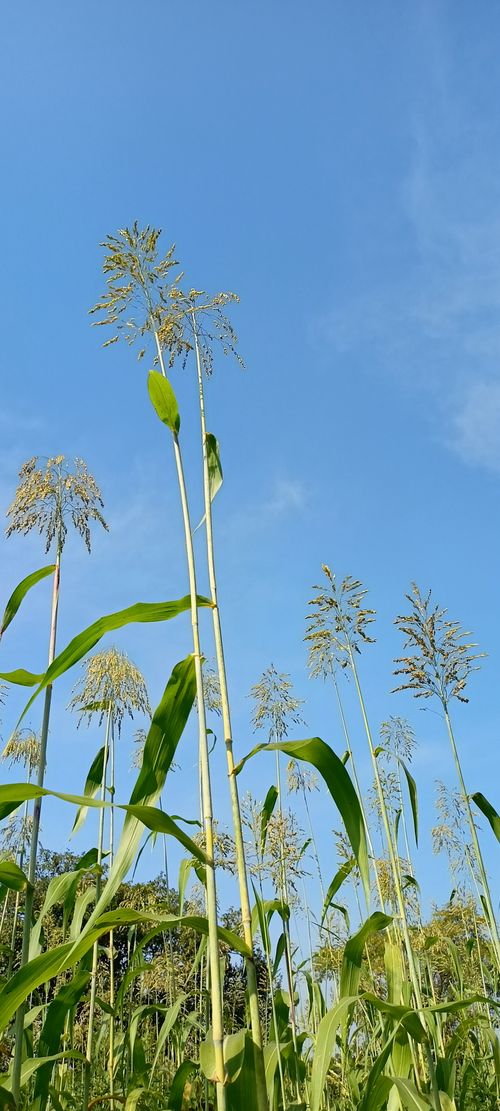 Free stock photo of blue, creative, farming Stock Photo