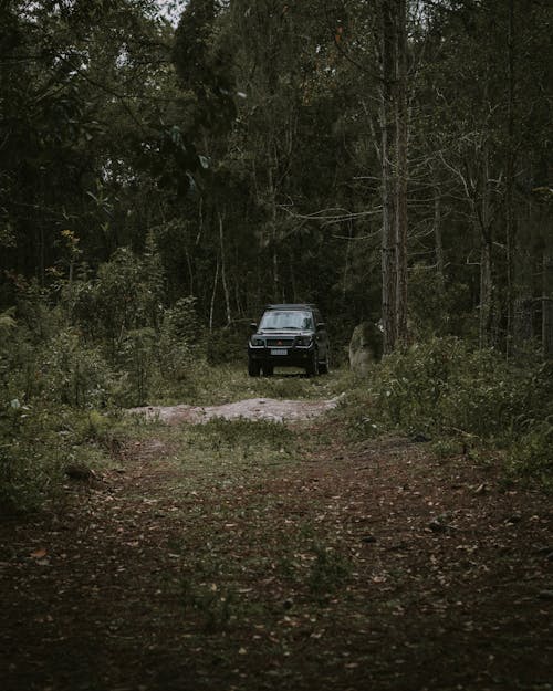 Foto d'estoc gratuïta de arbres, automòbil, bosc