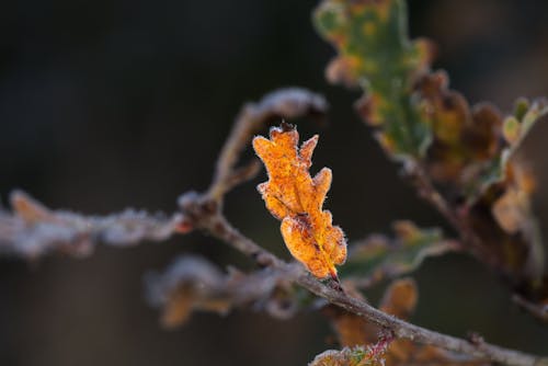 Close-up of a Brown Leaf on a Branch