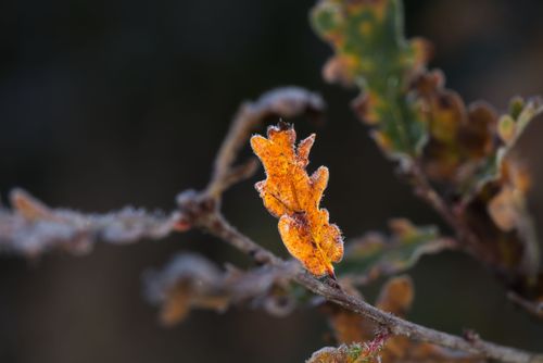 Free A detailed view of a frosty brown autumn leaf on a branch during fall season. Stock Photo