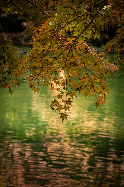 Vibrant autumn maple leaves hanging over a peaceful river, capturing the beauty of fall colors.