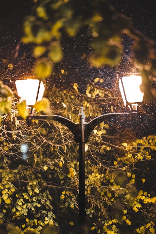 Street Lamps Beside Tree Branches