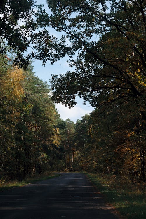 Foto d'estoc gratuïta de arbres, carretera, tir vertical