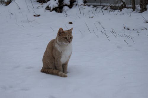 Бесплатное стоковое фото с кошка, покрытый снегом, рыжая кошка