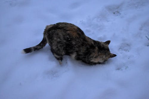 Free stock photo of cat, cold, hunting