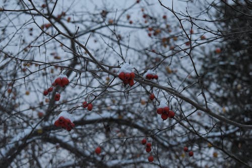 Бесплатное стоковое фото с голое дерево, дерево, зима