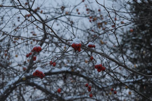 Free stock photo of bare tree, cold, rowan