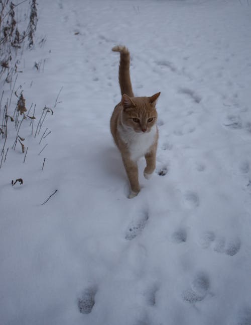 Бесплатное стоковое фото с зима, кошка, покрытый снегом
