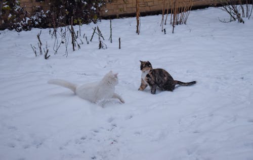Fotobanka s bezplatnými fotkami na tému biela mačka, bojovanie, chladný