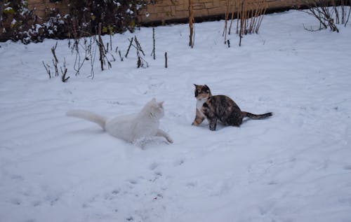 Free stock photo of cold, fighting, snow