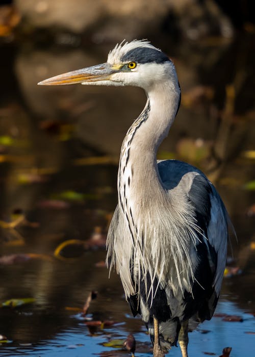 Grey Heron Bird on Water