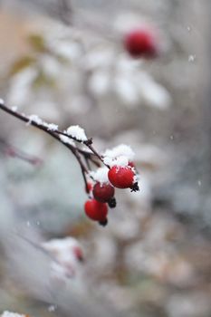 Beautiful snow-dusted red berries on a branch during wintertime.