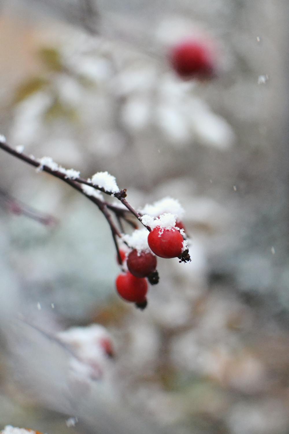 Winter Wonderland Berry Trifle