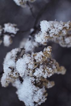 Macro shot of frosty snow-covered branches, capturing winter's intricate patterns.