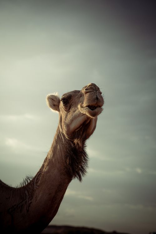 Free Low angle shot of a dromedary camel against a sky backdrop, showcasing its unique features. Stock Photo