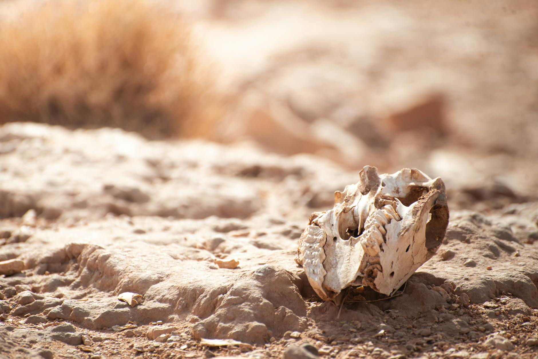 A sun-bleached animal skull on a dry, rocky desert terrain under bright sunlight.