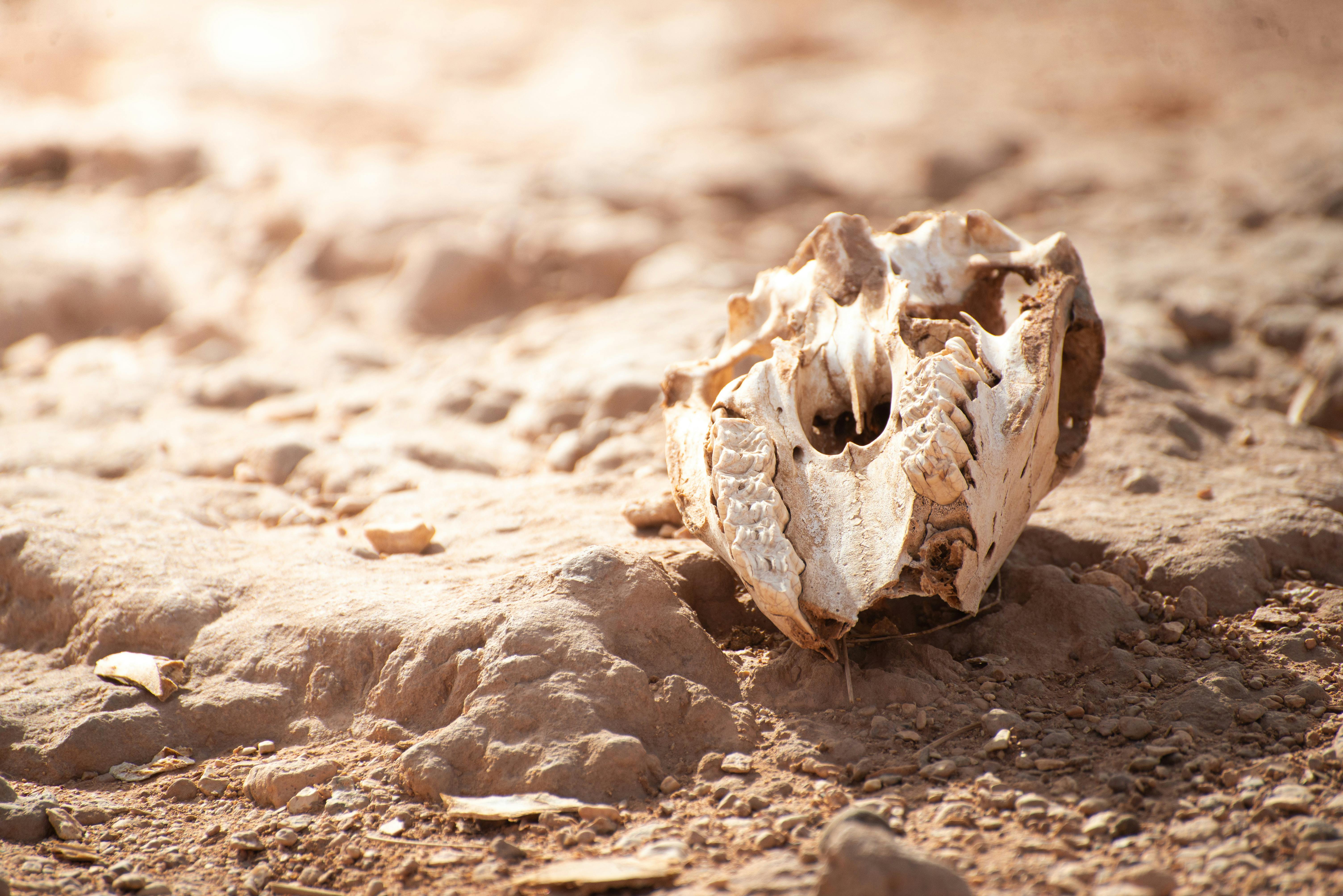 Ancient Wilderness Survival Skills Exposed: Unlocking Nature's Secrets