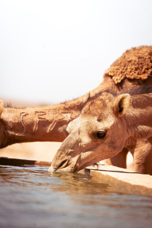 Free Camel drinking water from a trough in the desert. Close-up shot highlighting its unique features. Stock Photo